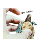 Little Little Turtle（個別スタンプ：24）