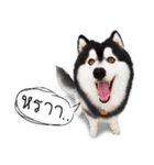 Husky Doggy（個別スタンプ：1）