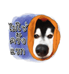 Husky Doggy（個別スタンプ：2）