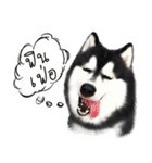 Husky Doggy（個別スタンプ：3）