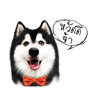 Husky Doggy（個別スタンプ：4）