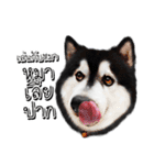 Husky Doggy（個別スタンプ：5）