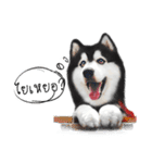 Husky Doggy（個別スタンプ：6）