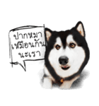 Husky Doggy（個別スタンプ：7）