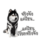 Husky Doggy（個別スタンプ：8）