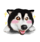 Husky Doggy（個別スタンプ：9）