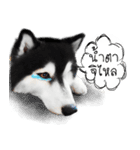 Husky Doggy（個別スタンプ：10）