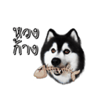 Husky Doggy（個別スタンプ：11）