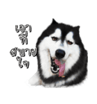 Husky Doggy（個別スタンプ：12）