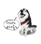 Husky Doggy（個別スタンプ：13）