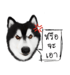 Husky Doggy（個別スタンプ：15）