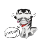 Husky Doggy（個別スタンプ：16）