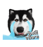 Husky Doggy（個別スタンプ：17）