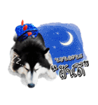 Husky Doggy（個別スタンプ：19）