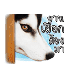 Husky Doggy（個別スタンプ：20）