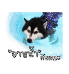 Husky Doggy（個別スタンプ：21）
