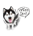 Husky Doggy（個別スタンプ：22）