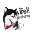 Husky Doggy（個別スタンプ：23）