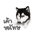 Husky Doggy（個別スタンプ：24）