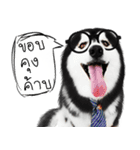 Husky Doggy（個別スタンプ：26）