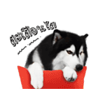 Husky Doggy（個別スタンプ：27）