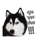 Husky Doggy（個別スタンプ：29）