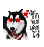 Husky Doggy（個別スタンプ：31）