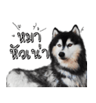 Husky Doggy（個別スタンプ：32）