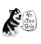 Husky Doggy（個別スタンプ：33）