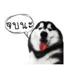 Husky Doggy（個別スタンプ：35）