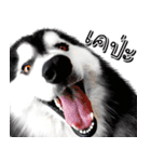 Husky Doggy（個別スタンプ：36）