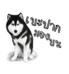 Husky Doggy（個別スタンプ：37）