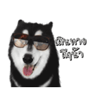 Husky Doggy（個別スタンプ：38）