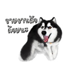 Husky Doggy（個別スタンプ：39）