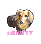 うちのかわい犬（個別スタンプ：4）