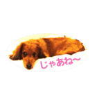 うちのかわい犬（個別スタンプ：8）