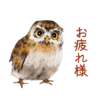 水彩画ふくろう！個性的フクロウたちが一杯（個別スタンプ：2）