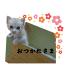 茶トラ猫 ももちゃん（個別スタンプ：2）