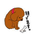 愛犬プードルの日常2（個別スタンプ：12）