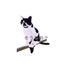 はちわれ(=^・^=)（個別スタンプ：17）