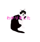 はちわれ(=^・^=)（個別スタンプ：18）