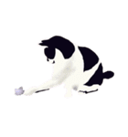 はちわれ(=^・^=)（個別スタンプ：22）