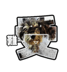 Sad Schnauzer（個別スタンプ：5）
