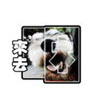 Sad Schnauzer（個別スタンプ：17）