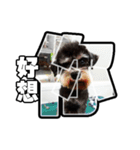 Sad Schnauzer（個別スタンプ：19）