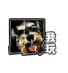 Sad Schnauzer（個別スタンプ：23）