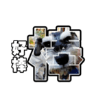 Sad Schnauzer（個別スタンプ：26）
