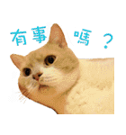 Sam Gor（個別スタンプ：3）