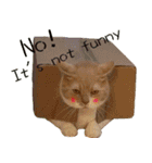 Sam Gor（個別スタンプ：10）