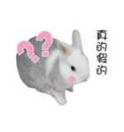 Two rabbit rounds（個別スタンプ：2）